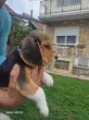 Slika 4