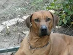 Slika 6