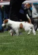 Slika 4