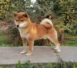 Slika 2