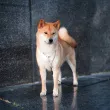 Slika 3