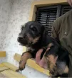 Slika 1