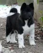 Slika 5