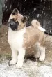 Slika 6