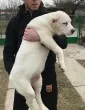 Slika 1