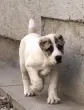 Slika 4