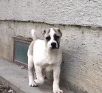 Slika 5