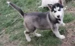 Slika 4