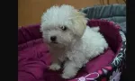 Slika 1