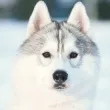 Slika 3