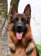 Slika 3