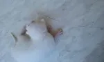 Slika 1