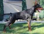 Slika 1