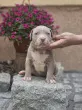 Slika 3
