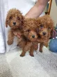 Slika 3