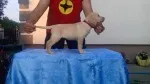 Slika 1