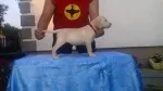 Slika 4