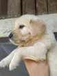 Slika 1