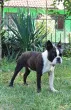 Slika 1