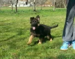 Slika 1