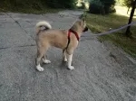 Slika 1