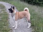 Slika 3