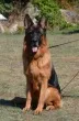 Slika 1