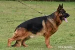 Slika 3