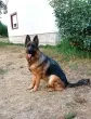 Slika 6