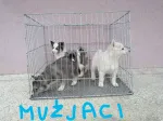 Slika 2