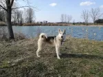 Slika 5