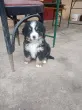 Slika 1