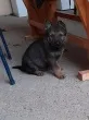 Slika 5