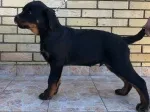 Slika 1