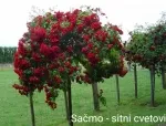 Slika 6