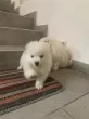 Slika 1