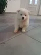 Slika 6