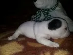 Slika 5