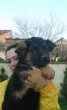Slika 5
