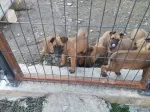 Slika 1