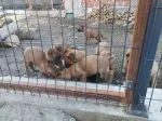 Slika 2