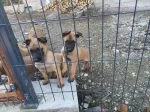 Slika 4