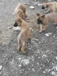 Slika 5