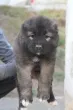 Slika 1