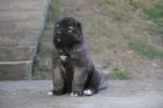 Slika 4