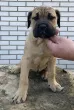 Slika 1