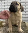 Slika 6