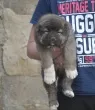 Slika 4