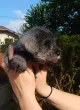Slika 3
