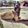 Slika 4
